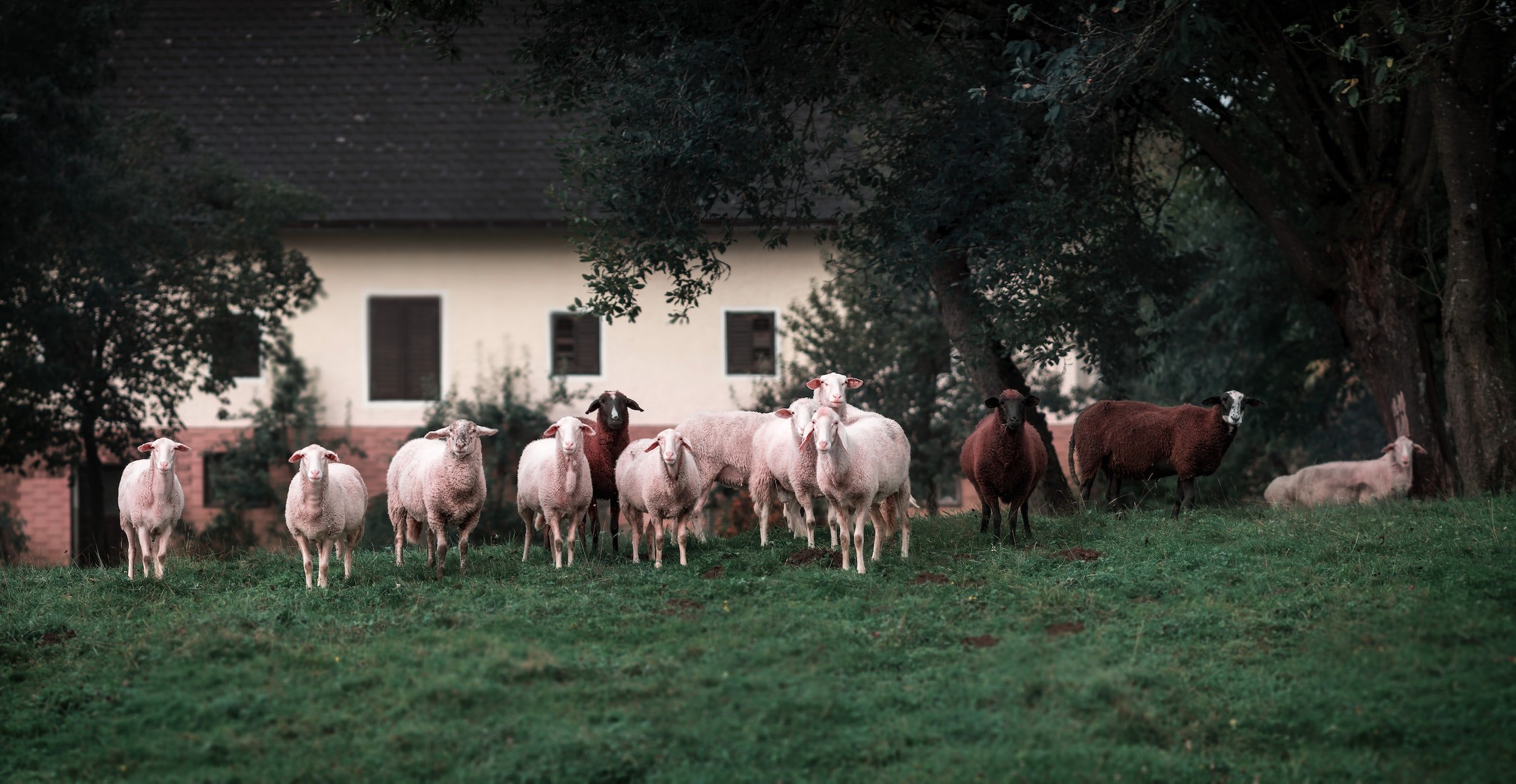 Cooperative sheep farming could employ thousands in Kosovo.